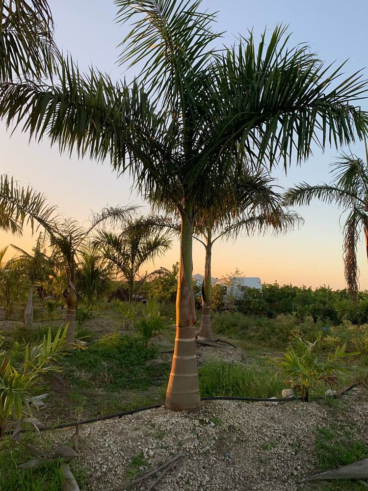 roystonea-royal-palm