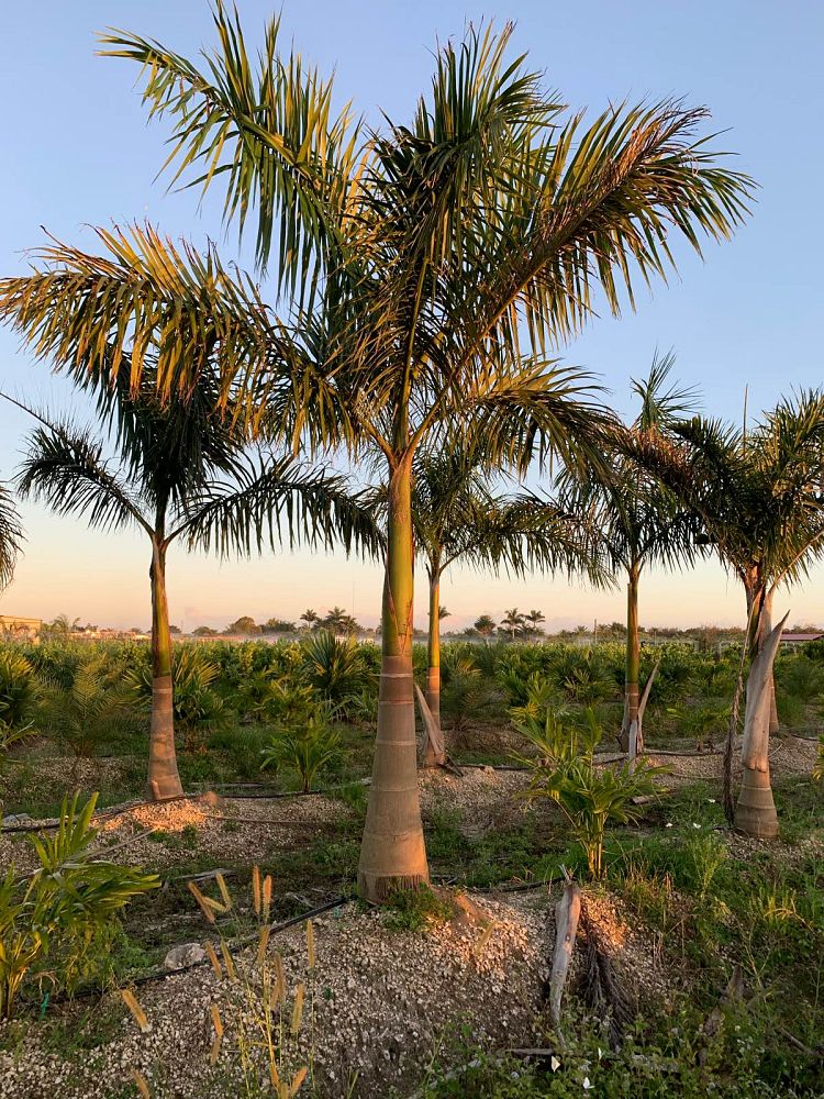 roystonea-royal-palm