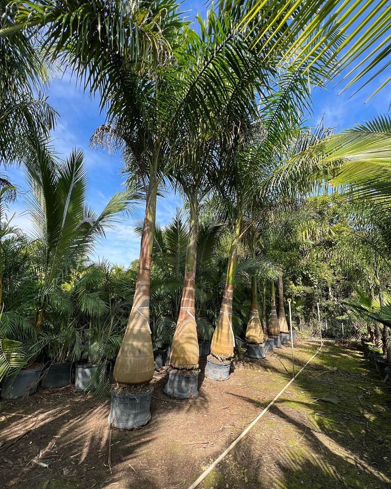 roystonea-royal-palm