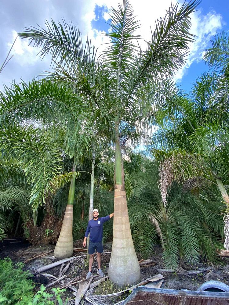 roystonea-royal-palm
