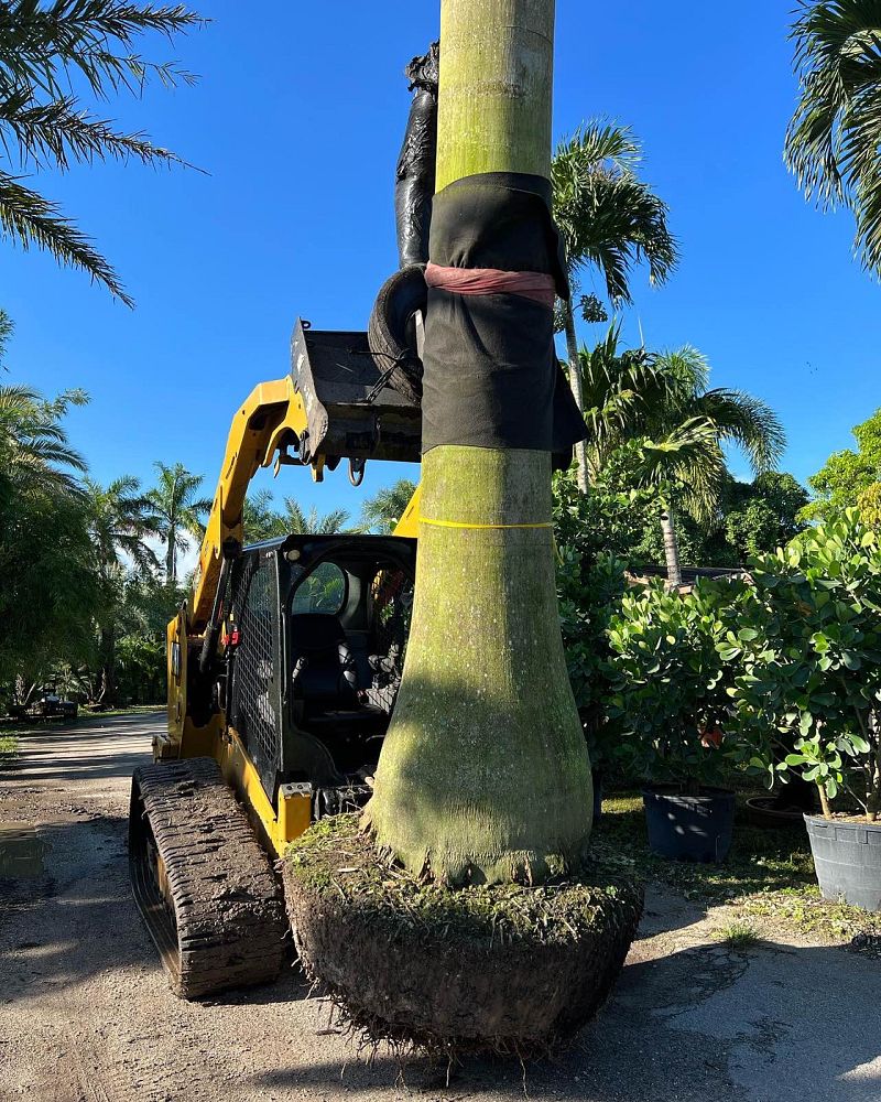 roystonea-royal-palm