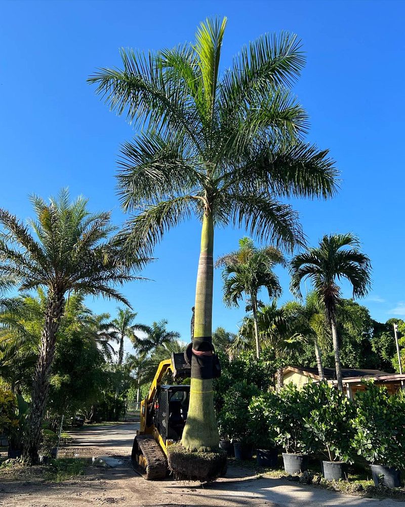 roystonea-royal-palm