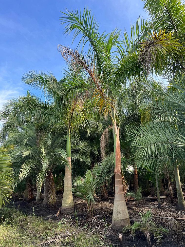 roystonea-royal-palm