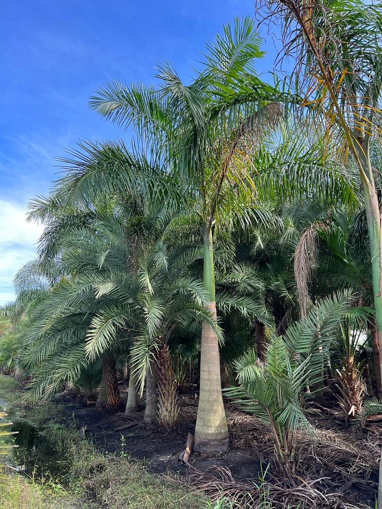 roystonea-royal-palm