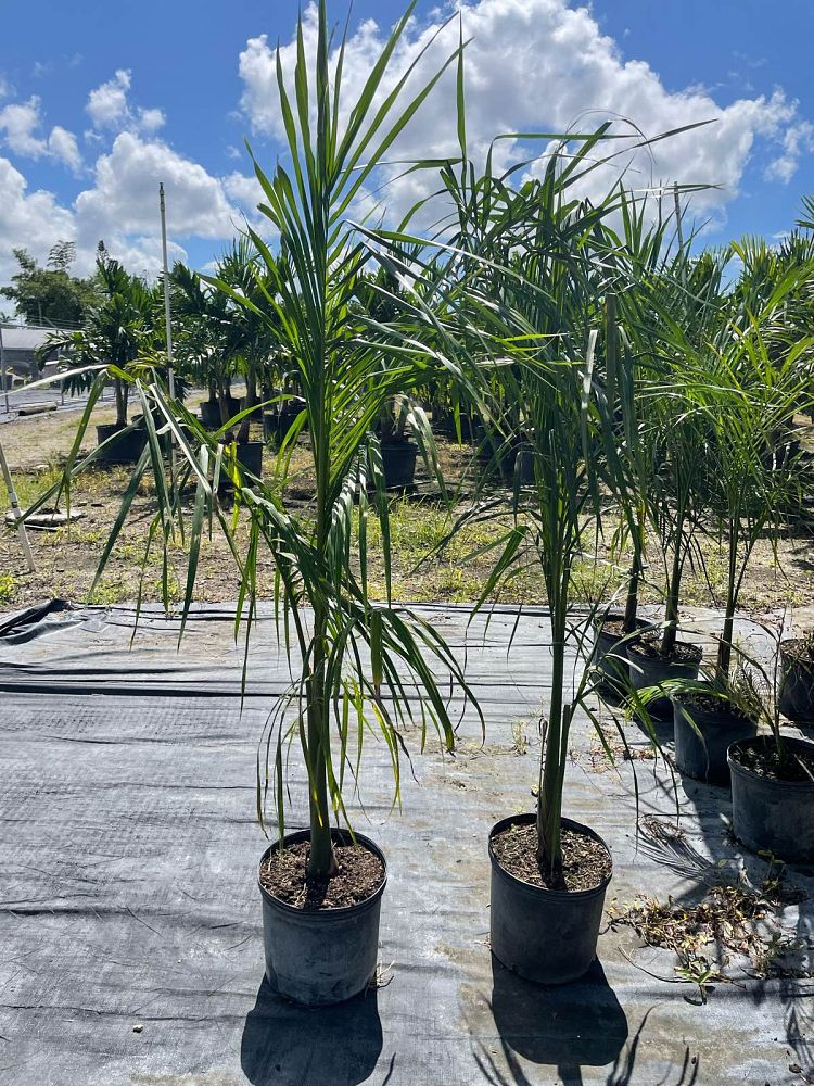 roystonea-royal-palm