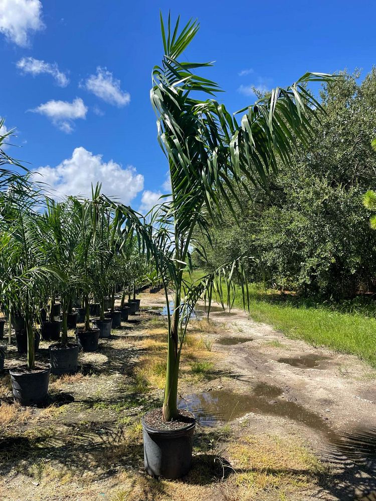 roystonea-royal-palm