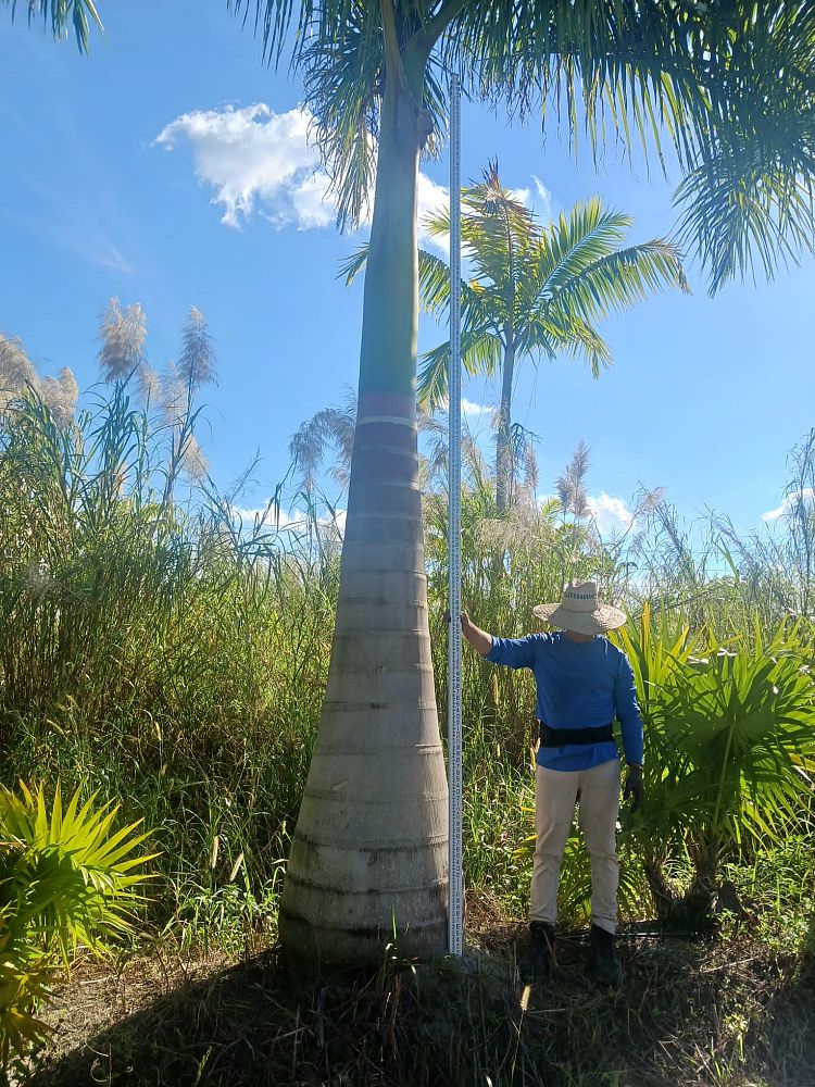 roystonea-royal-palm