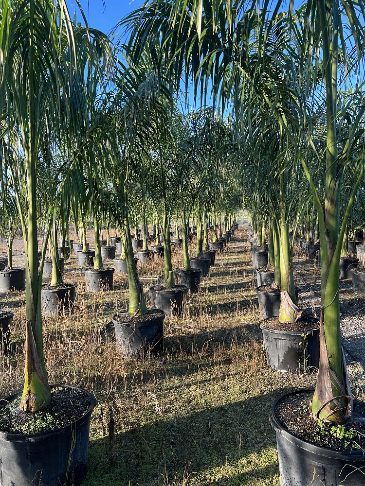 roystonea-royal-palm