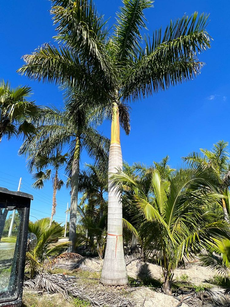 roystonea-royal-palm