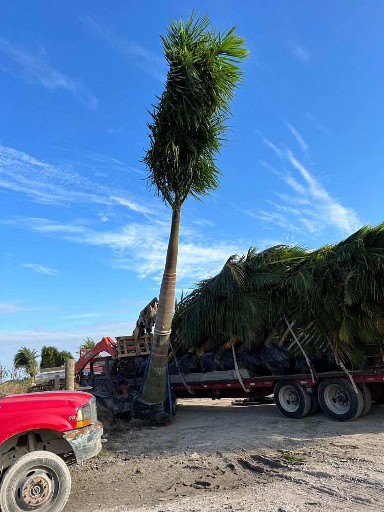 roystonea-royal-palm
