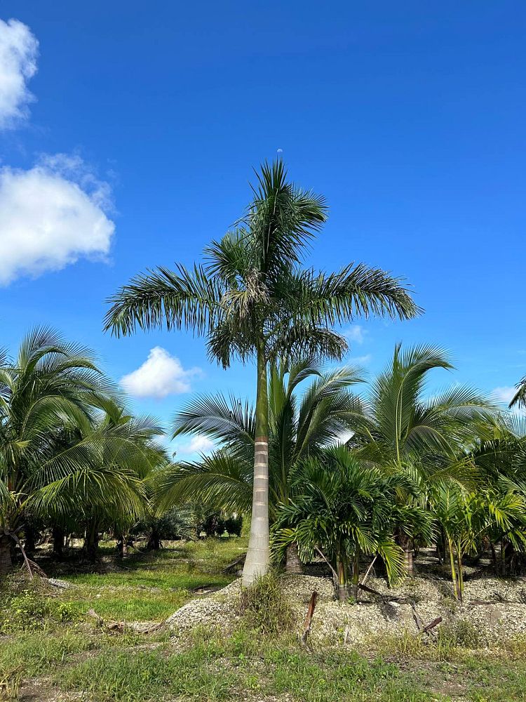 roystonea-royal-palm