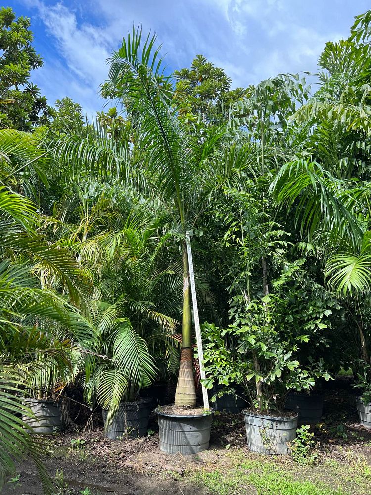 roystonea-royal-palm