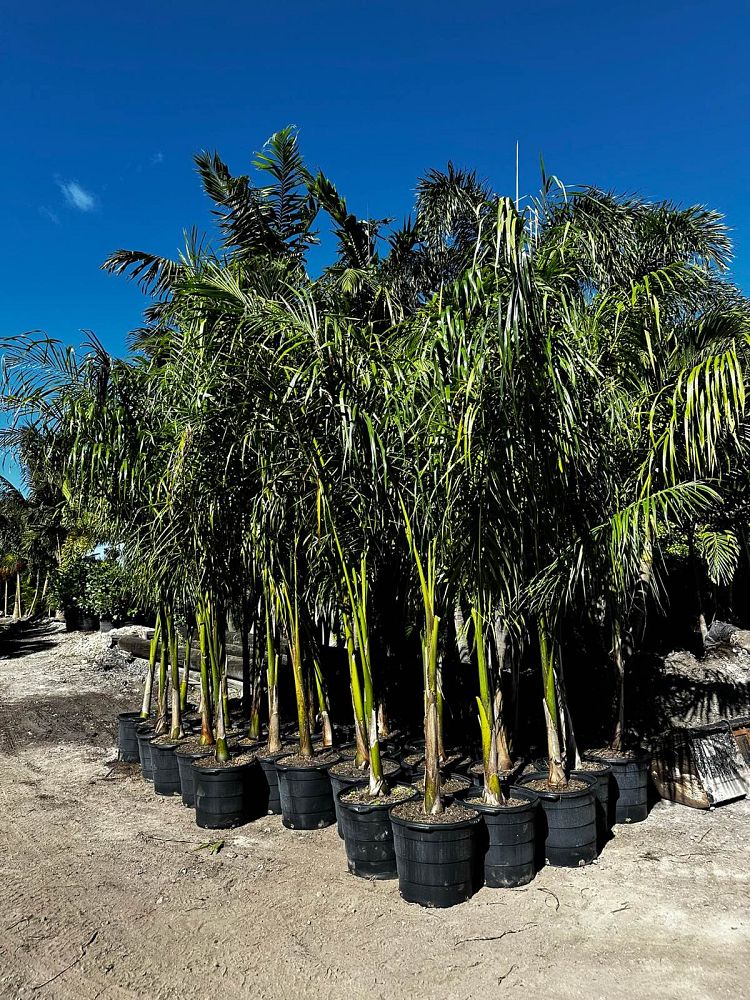 roystonea-royal-palm
