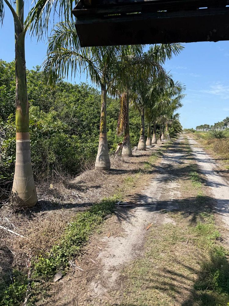roystonea-royal-palm