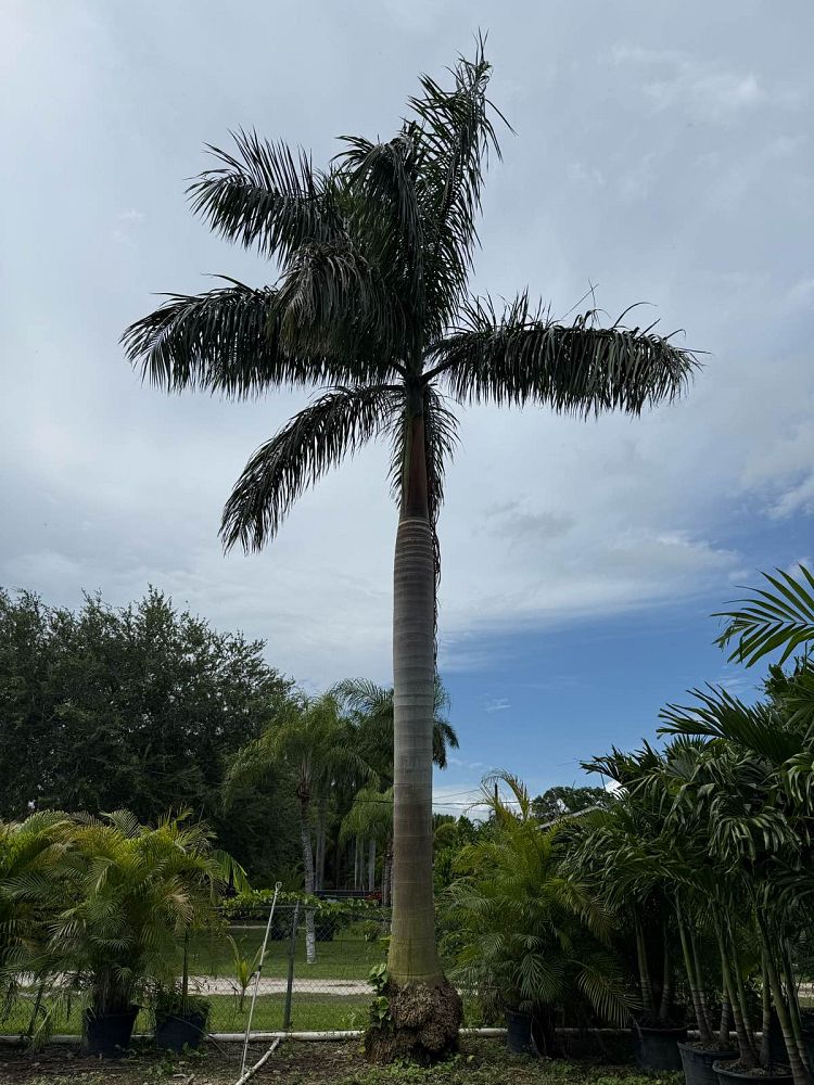 roystonea-royal-palm