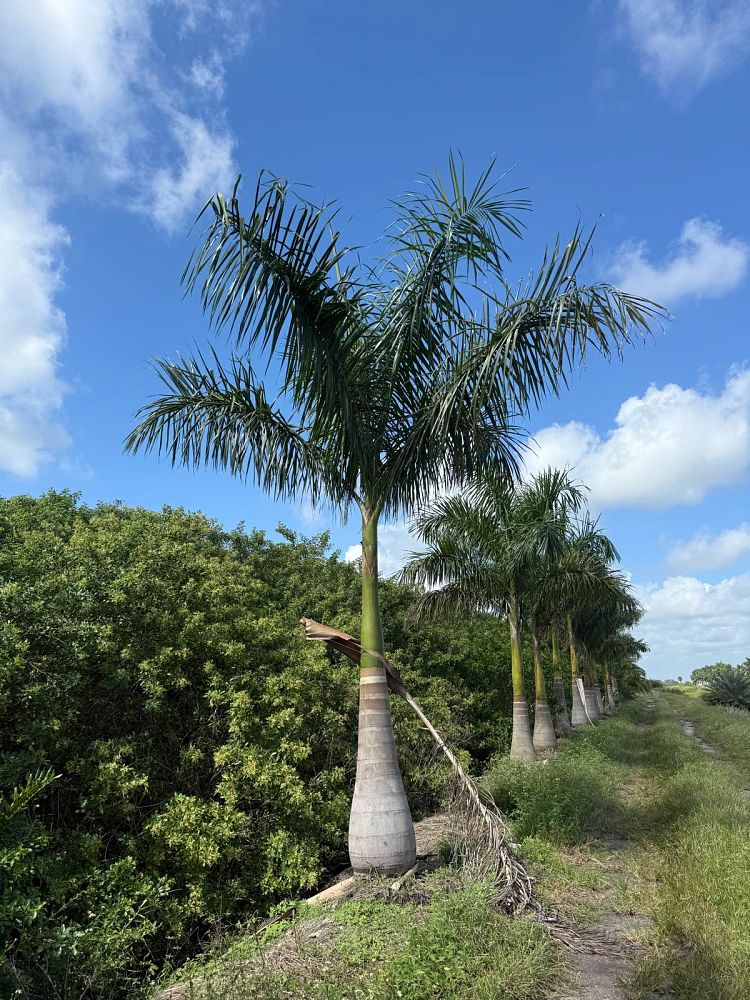 roystonea-royal-palm
