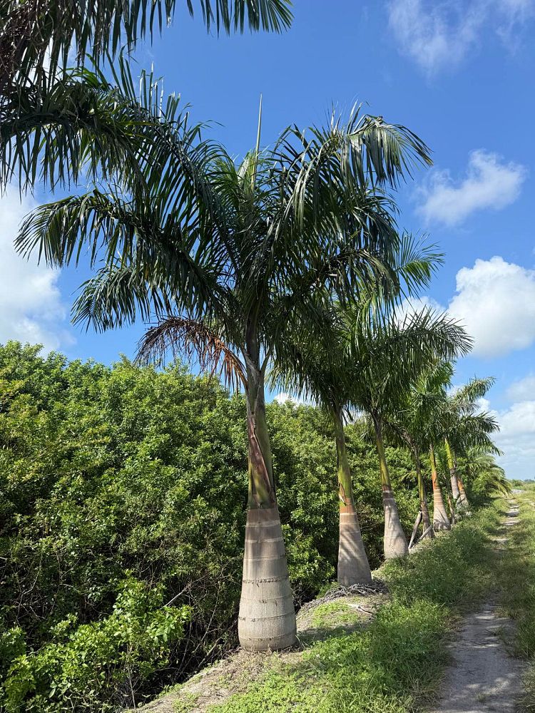 roystonea-royal-palm