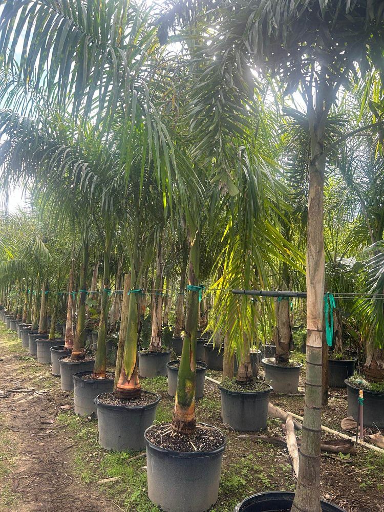 roystonea-royal-palm