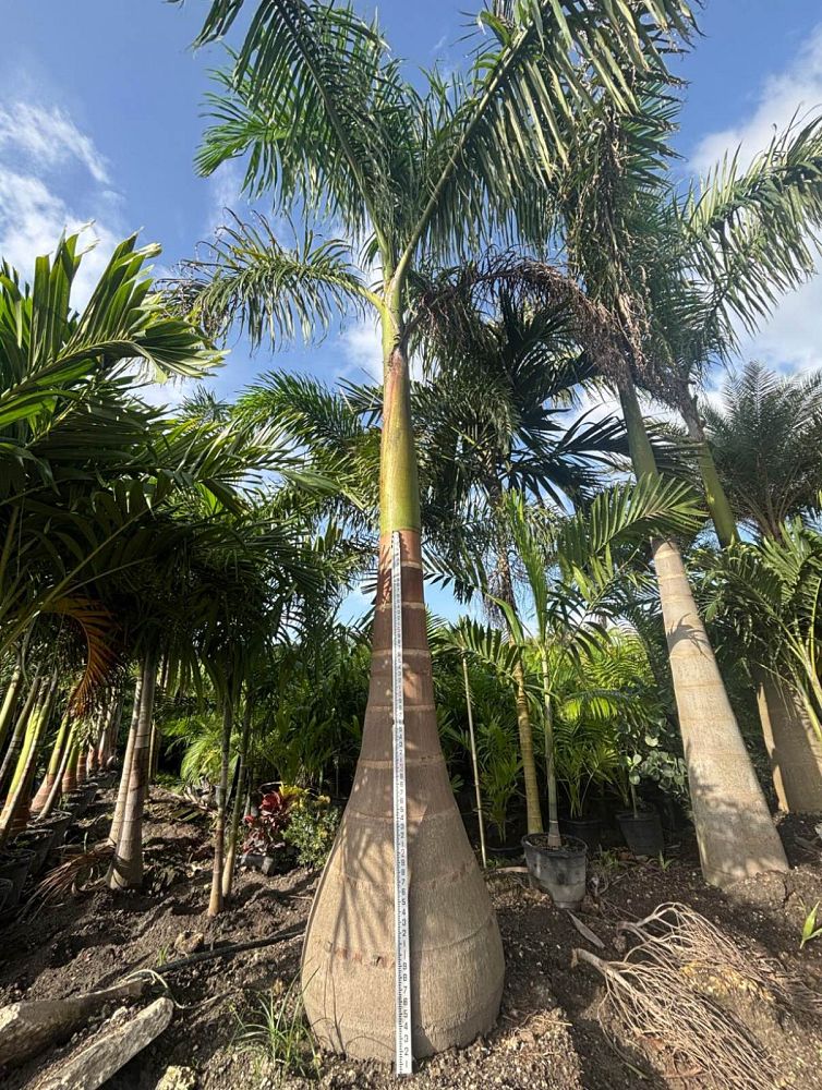 roystonea-royal-palm