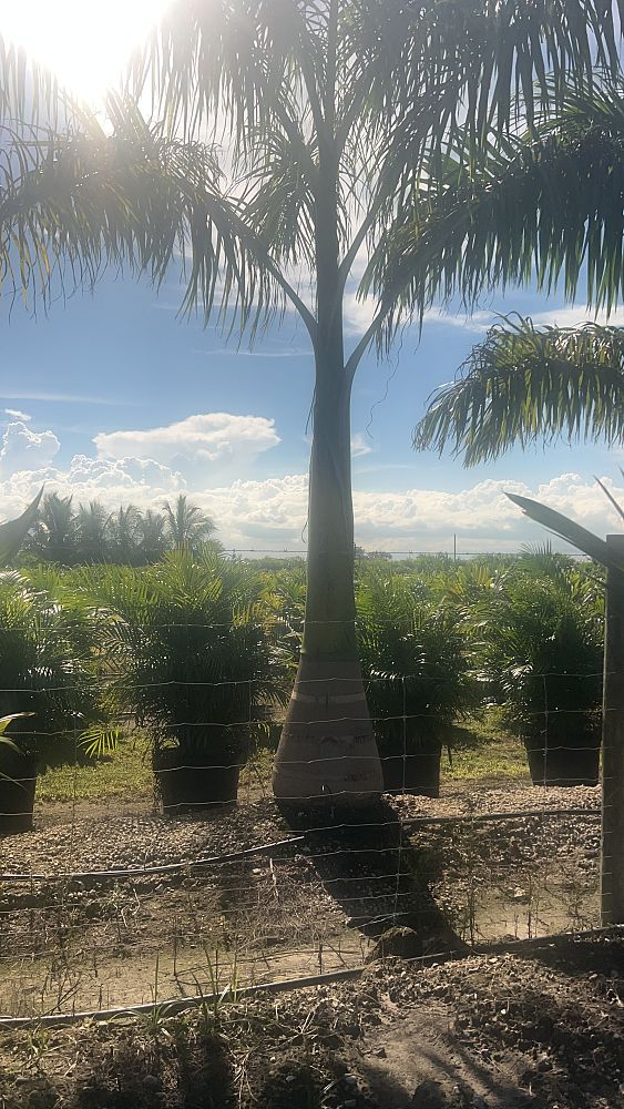 roystonea-royal-palm