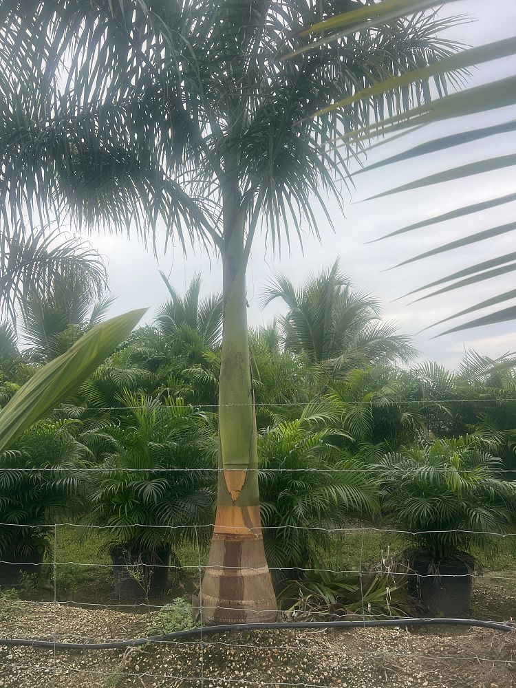 roystonea-royal-palm