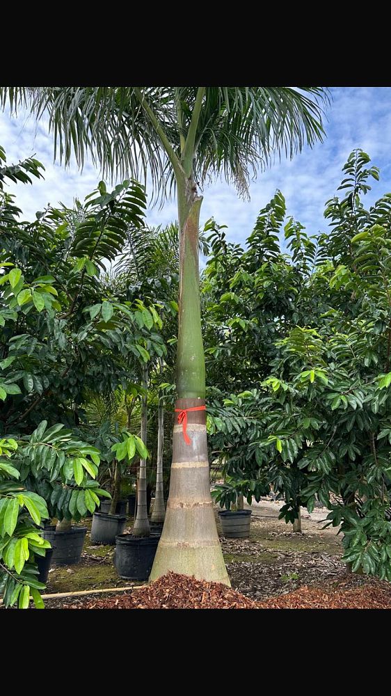 roystonea-royal-palm