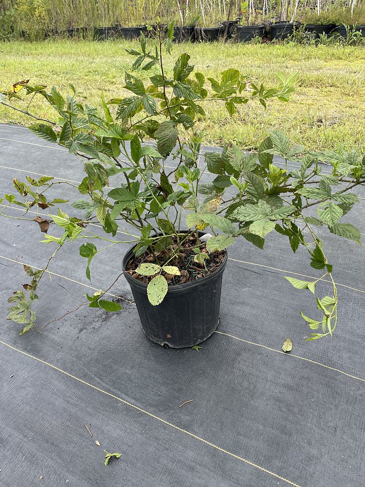 rubus-allegheniensis-common-blackberry