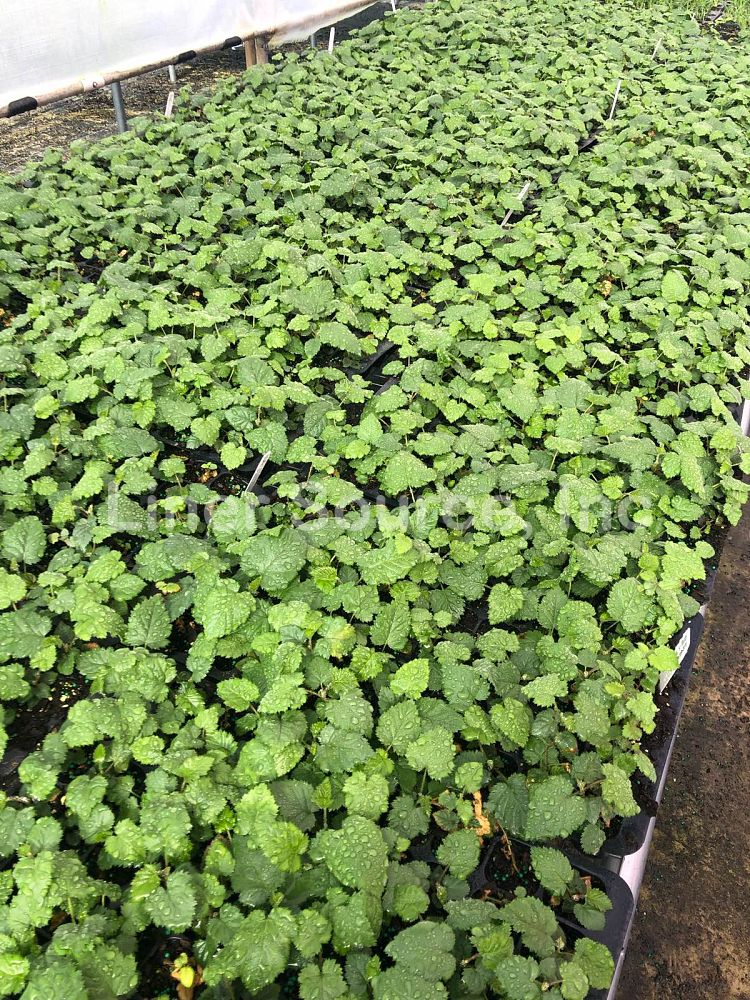 rubus-apache-blackberry-edible