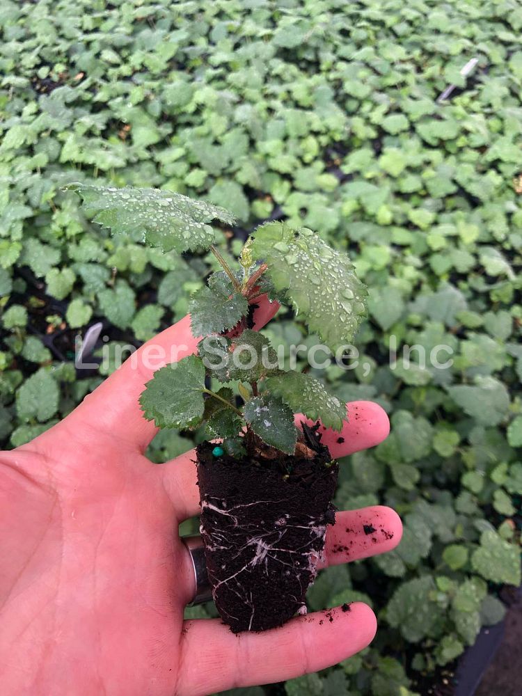 rubus-apache-blackberry-edible