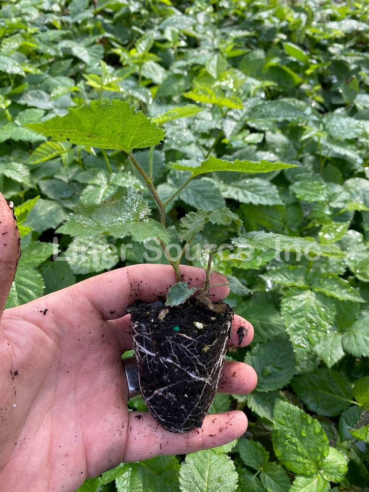 rubus-apache-blackberry-edible