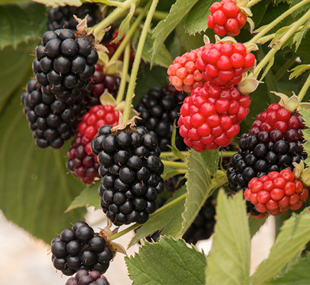 rubus-apf-236t-bushel-and-berry-reg-baby-cakes-reg-blackberry