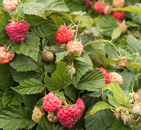 rubus-idaeus-nr7-bushel-and-berry-reg-raspberry-shortcake-reg-raspberry