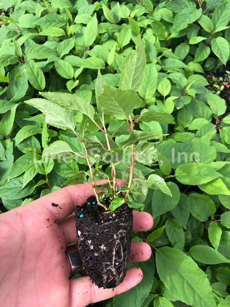 rubus-niveus-mysore-raspberry-edible
