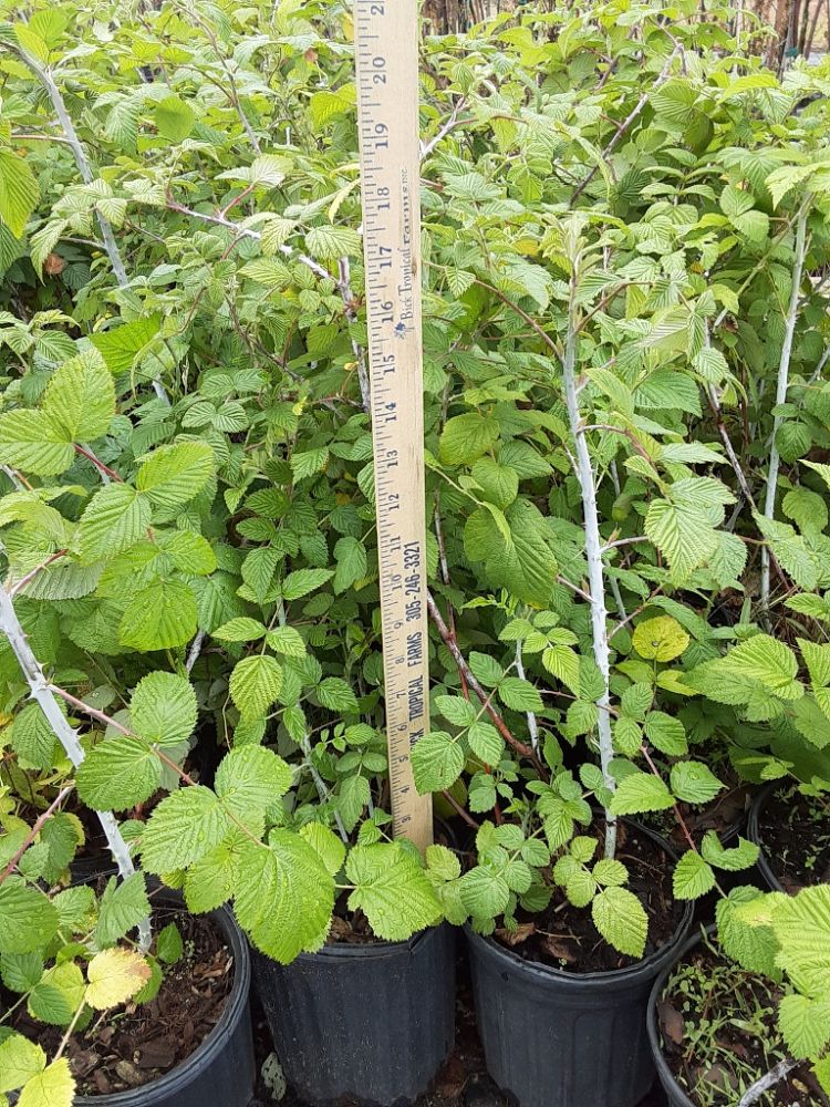 rubus-niveus-mysore-raspberry-edible