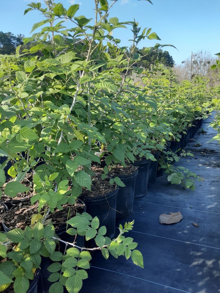 rubus-niveus-mysore-raspberry-edible