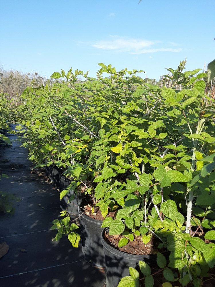 rubus-niveus-mysore-raspberry-edible