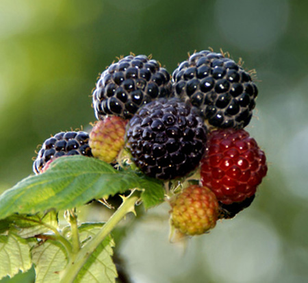 rubus-occidentalis-cumberland-black-raspberry-edible