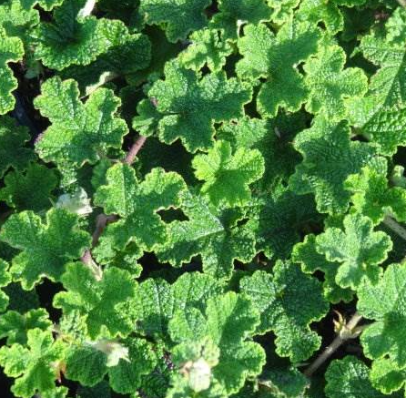 rubus-pentalobus-emerald-carpet-creeping-raspberry-rubus-calycinoides-crinkle-leaf-creeper