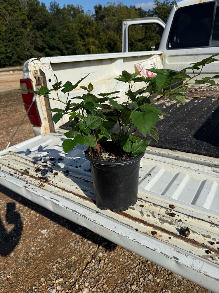 rubus-prime-ark-freedom-blackberry-edible