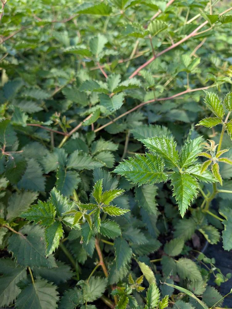 rubus-prime-ark-traveler-blackberry-edible