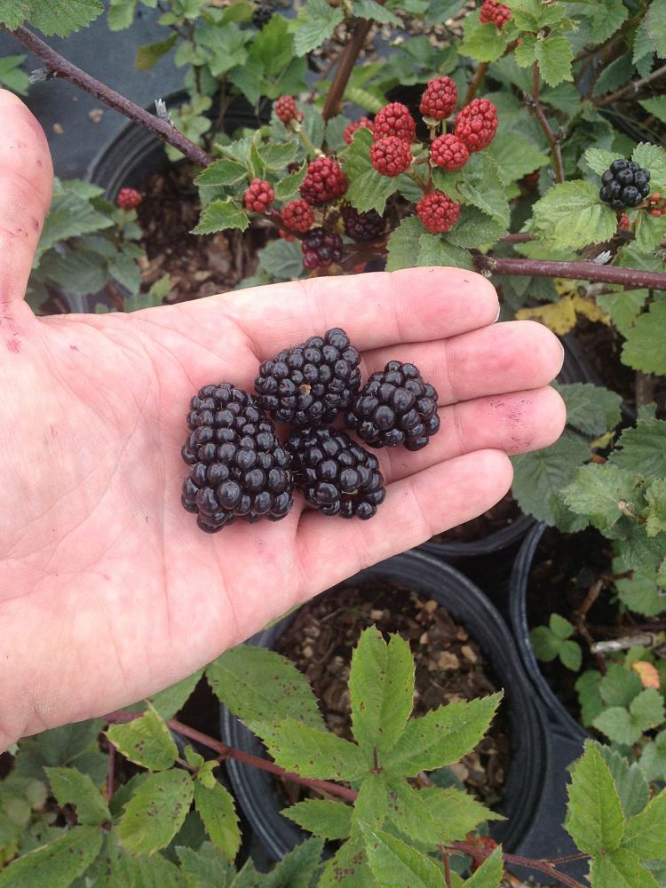rubus-ursinus-natchez-california-blackberry-edible