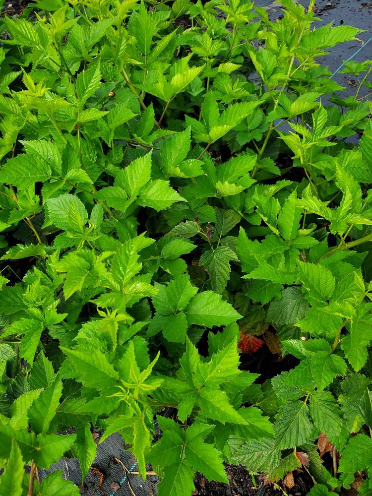 rubus-ursinus-natchez-california-blackberry-edible