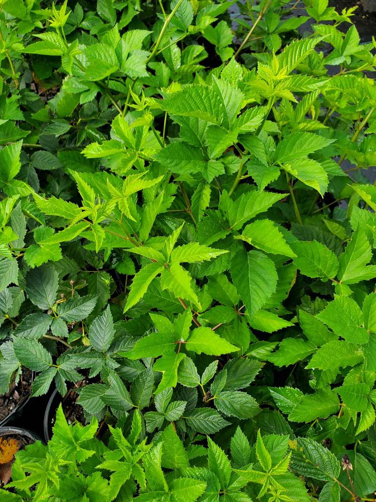 rubus-ursinus-natchez-california-blackberry-edible