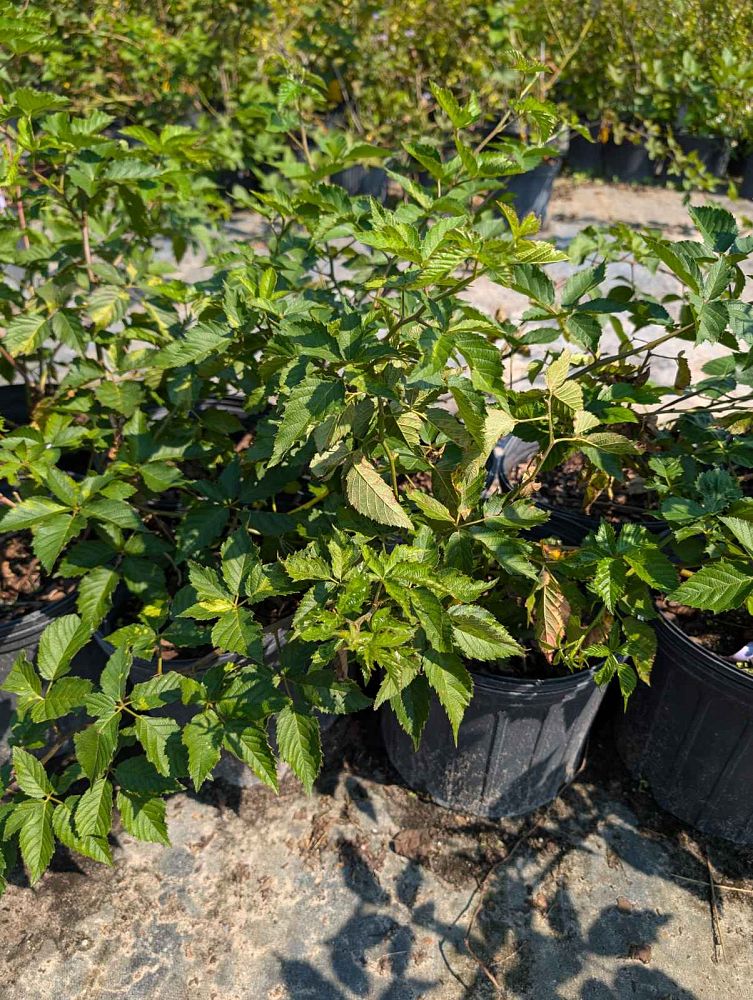 rubus-ursinus-natchez-california-blackberry-edible