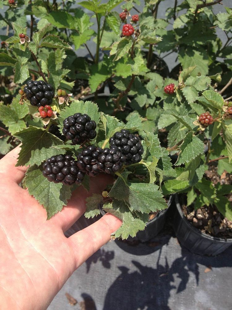 rubus-ursinus-ouachita-california-blackberry-edible