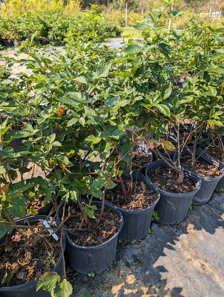 rubus-ursinus-ouachita-california-blackberry-edible