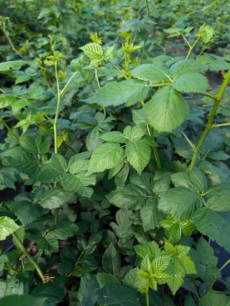 rubus-von-blackberry
