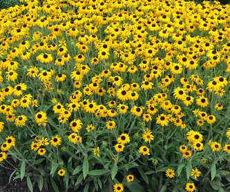 rudbeckia-american-gold-rush-black-eyed-susan