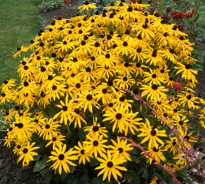rudbeckia-black-eyed-susan