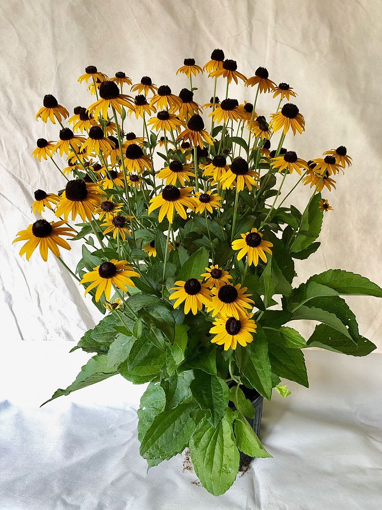 rudbeckia-black-eyed-susan